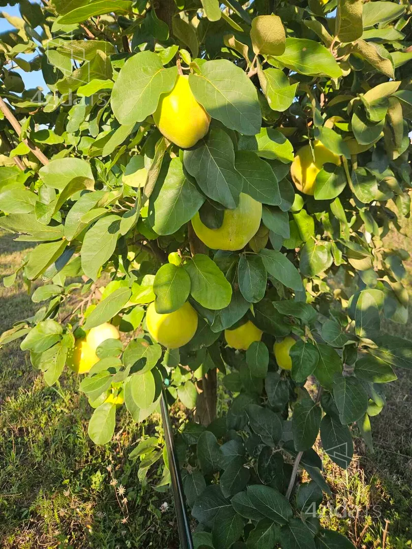 Poljoprivredno zemljište | 4zida