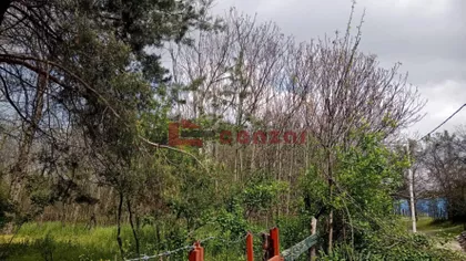 Srpski Šor | 4zida.rs