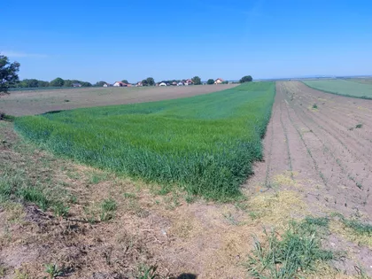 Belegiš | 4zida.rs