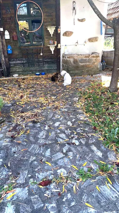 Vrćenovica | 4zida.rs