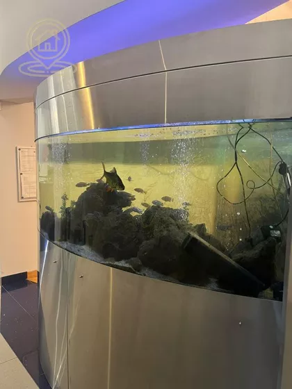 Rotkvarija | 4zida.rs