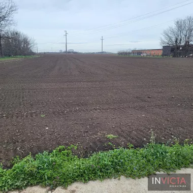 Čenej