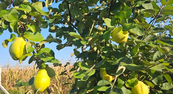 Poljoprivredno zemljište | 4zida