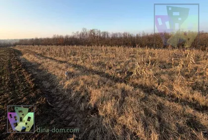 Save Kovačevića | 4zida.rs