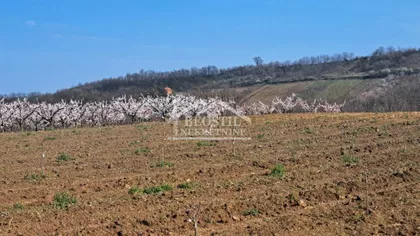 Brestovnik | 4zida.rs