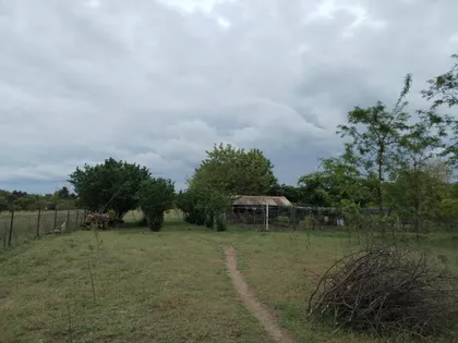 Palmina | 4zida.rs