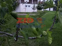 Draževac, Obrenovac opština, Beograd | 4zida.rs
