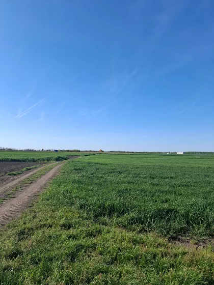 Ovča | 4zida.rs