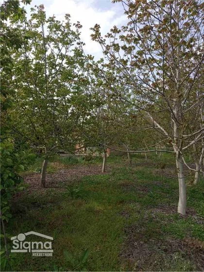 Jaša Tomić | 4zida.rs