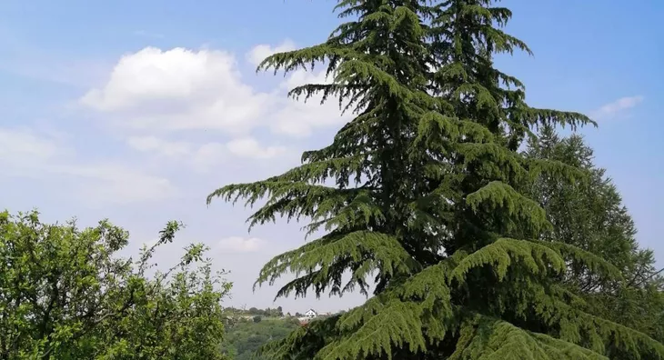 Plac | 4zida