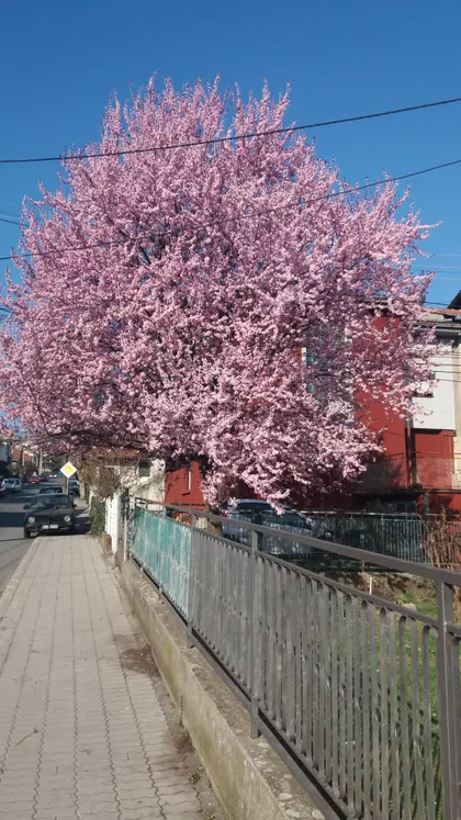 Ivankovačka 4 | 4zida.rs