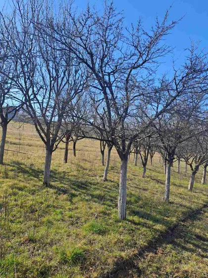 Galamboš | 4zida.rs