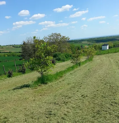 Svetosavska | 4zida.rs