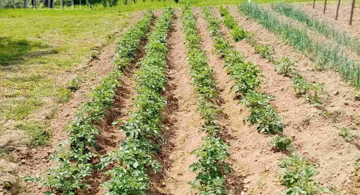 Poljoprivredno zemljište | 4zida