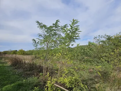 Drača | 4zida.rs