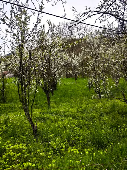 Progorelica | 4zida.rs