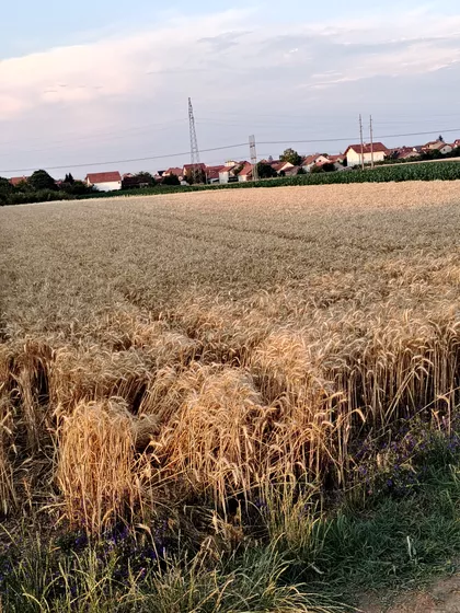 Stevana Dečanskog | 4zida.rs