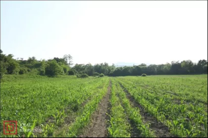 Kolonija | 4zida.rs