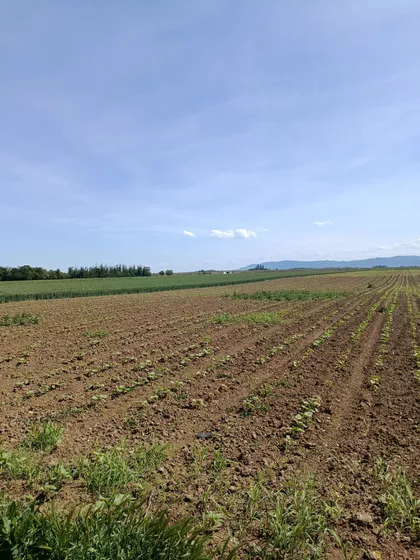 Klenje | 4zida.rs