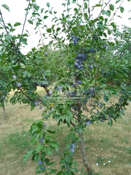 Male Pčelice | 4zida.rs