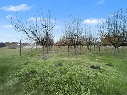 Misa Vinogradi | 4zida.rs