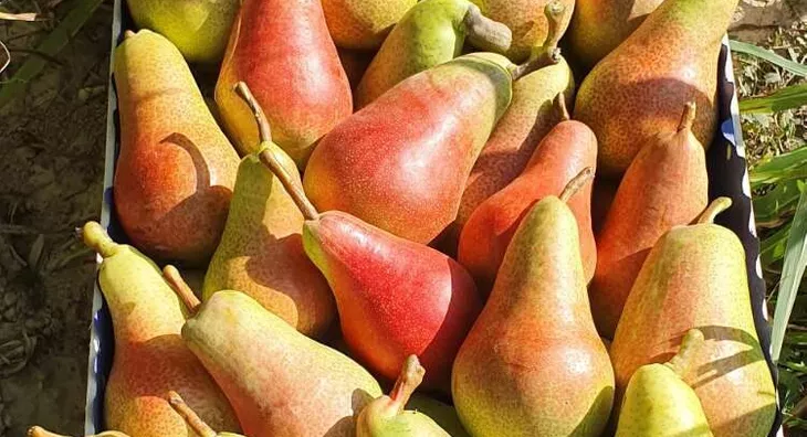 Poljoprivredno zemljište | 4zida