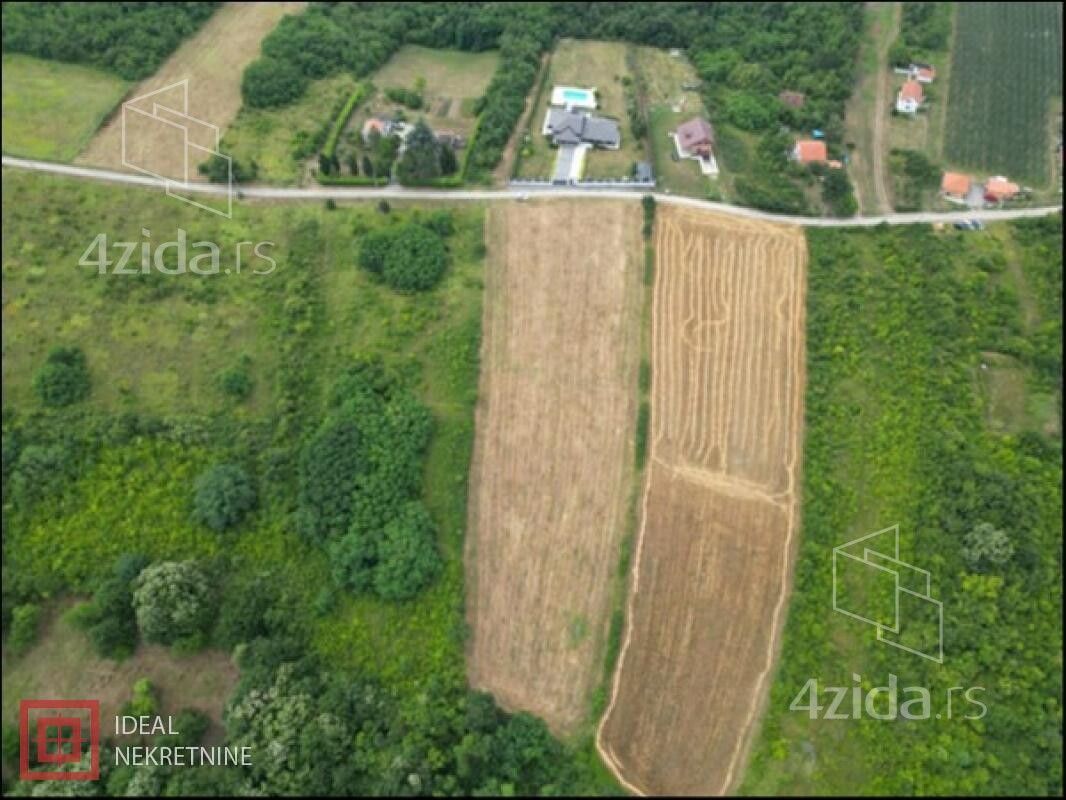 Trešnja - Više