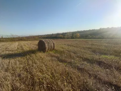 Blagojevica | 4zida.rs