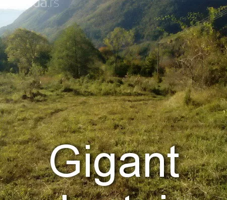 Plac | 4zida