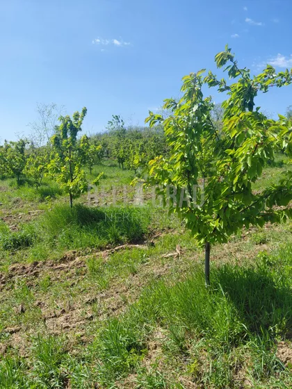 Potes Mesetina | 4zida.rs