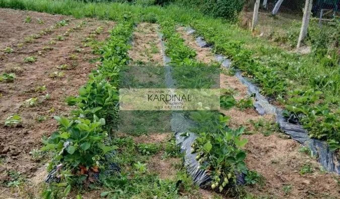 Plac | 4zida