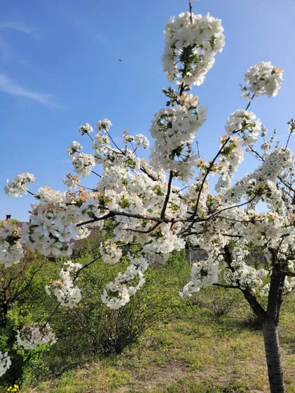 Darinke Radović 3 | 4zida.rs