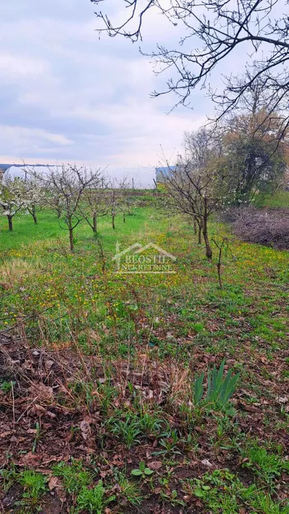 Zaklopača | 4zida.rs