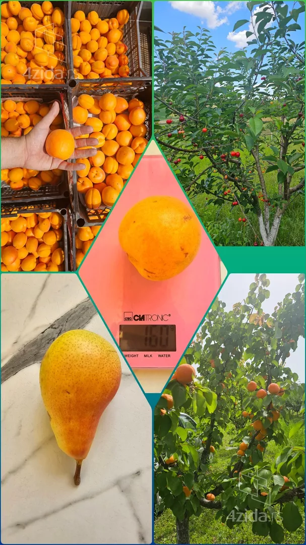 Poljoprivredno zemljište | 4zida