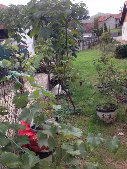 Miljakovačke staze | 4zida.rs