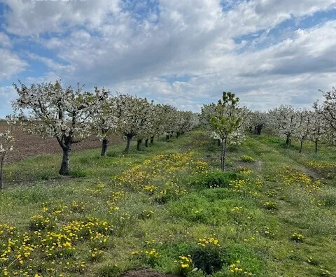 Poljoprivredno zemljište | 4zida