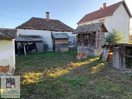 Pambukovica | 4zida.rs