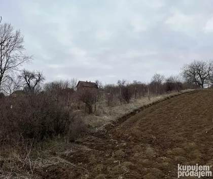 Kumanica | 4zida.rs