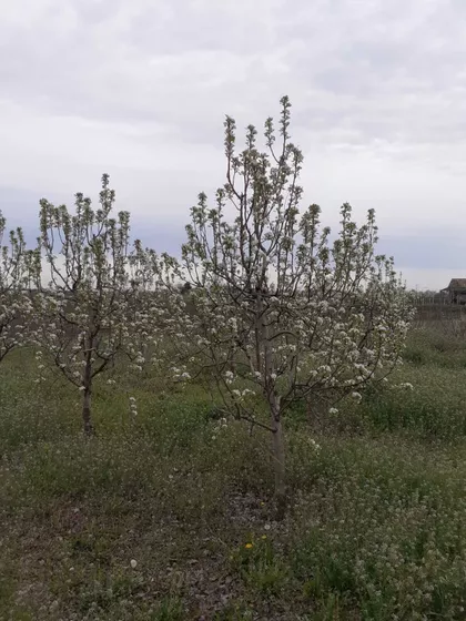 Starčevo | 4zida.rs