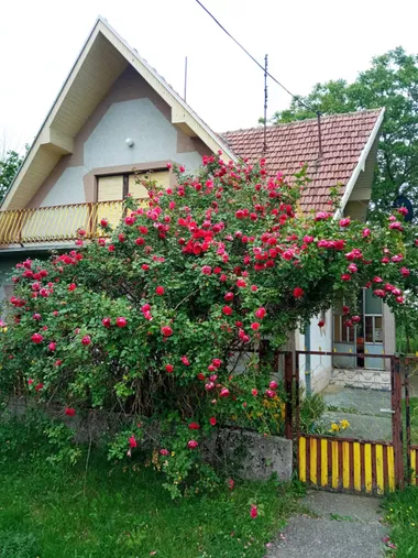 Žarka Zrenjanina