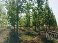 Belo Blato, Okolne lokacije, Zrenjanin | 4zida.rs