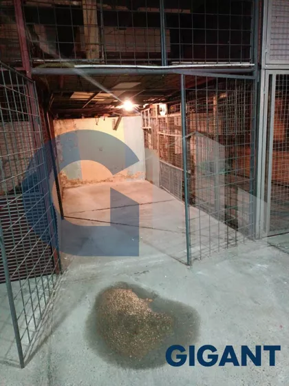 Gandijeva | 4zida.rs