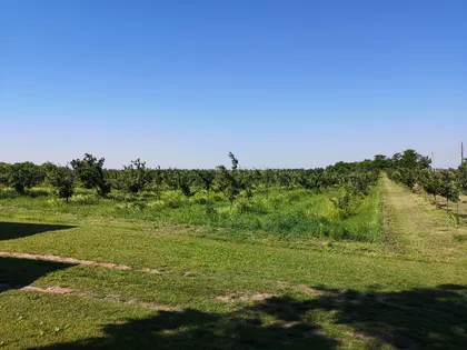 Muškatla | 4zida.rs