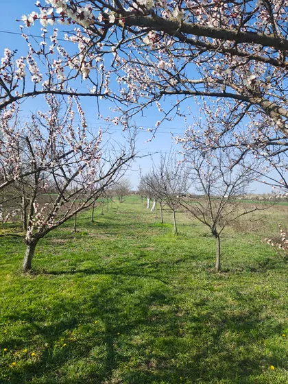 Vlasinska | 4zida.rs