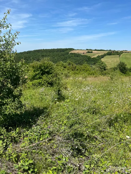 Drača | 4zida.rs