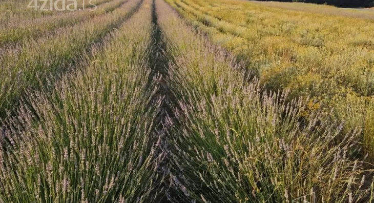 Poljoprivredno zemljište | 4zida