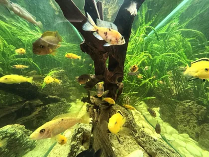 Bežanijska kosa 1 | 4zida.rs