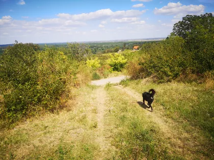 Vinogradarska bb | 4zida.rs