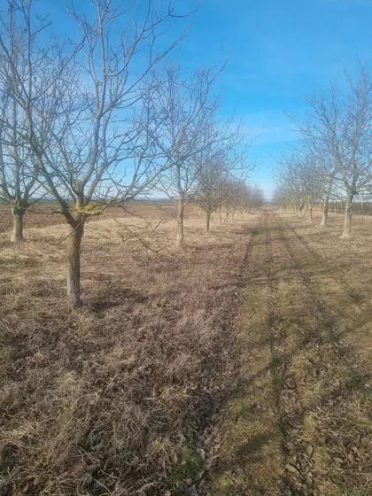 Platičevo | 4zida.rs