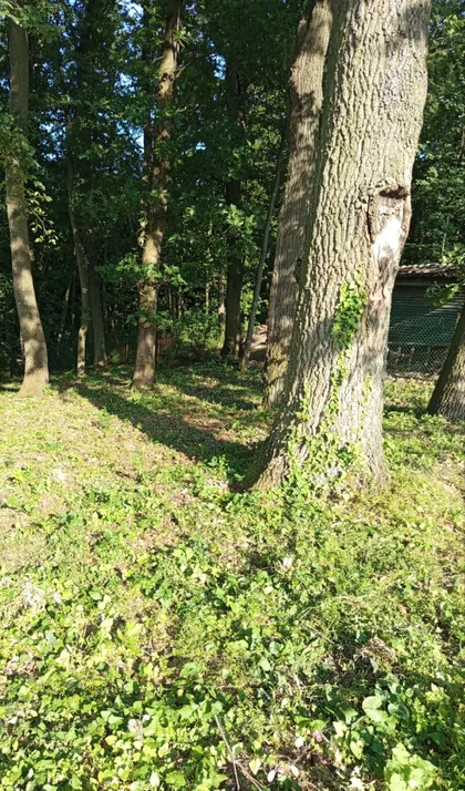 Kosmaj | 4zida.rs